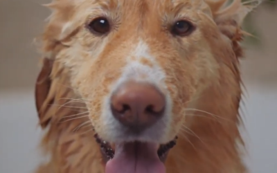 Métro, boulot, animaux